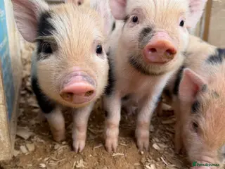 Pig livestock MINI PIGS FOR SALE - Advert 1