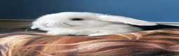 Mini Lop rabbits for sale: 2 beautiful mini lop boys for sale  - Advert 2