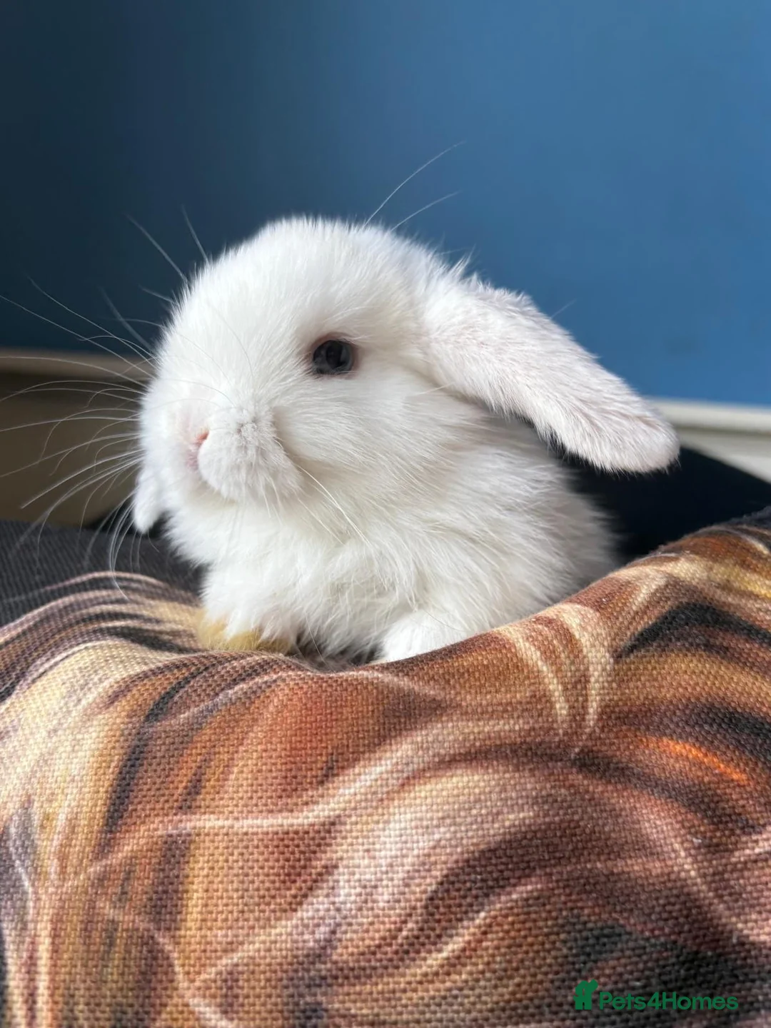 Mini Lop rabbits for sale: 2 beautiful mini lop boys for sale  - Advert 2