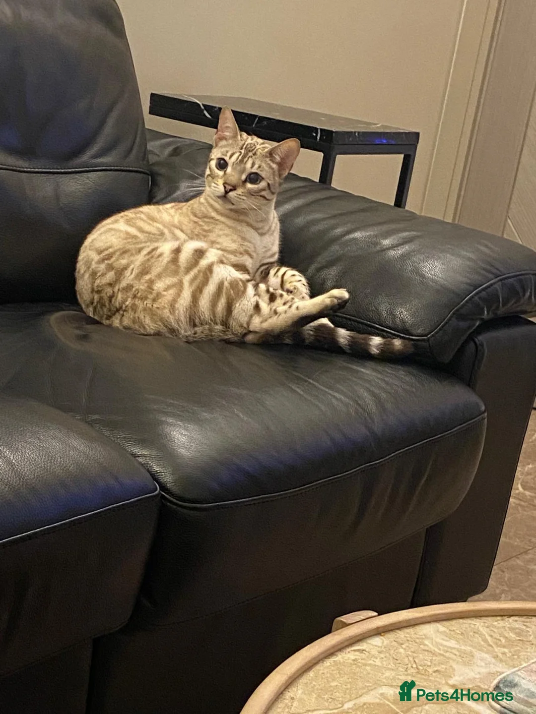 Bengal cats for sale: 🔥🏆Stunning Tica registered snow bengal 🔥🏆 - Advert 1