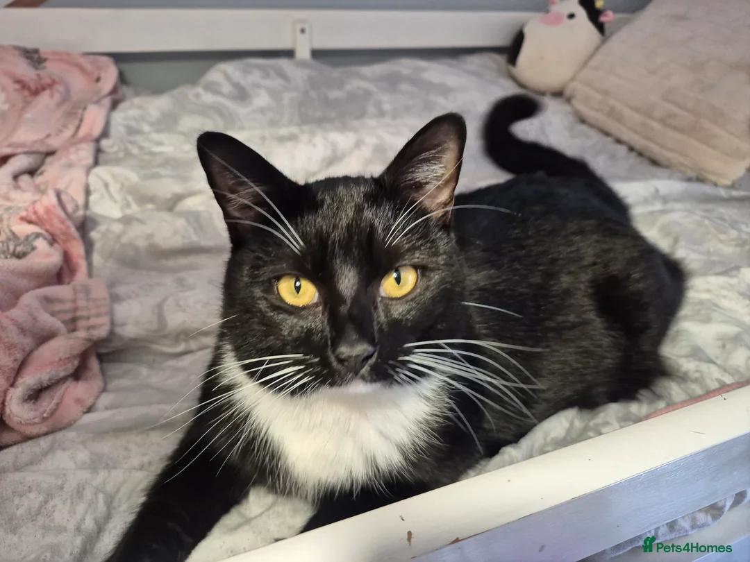 Mixed Breed cats for sale: Jasper neutered male tuxedo 16 month old.  - Advert 3