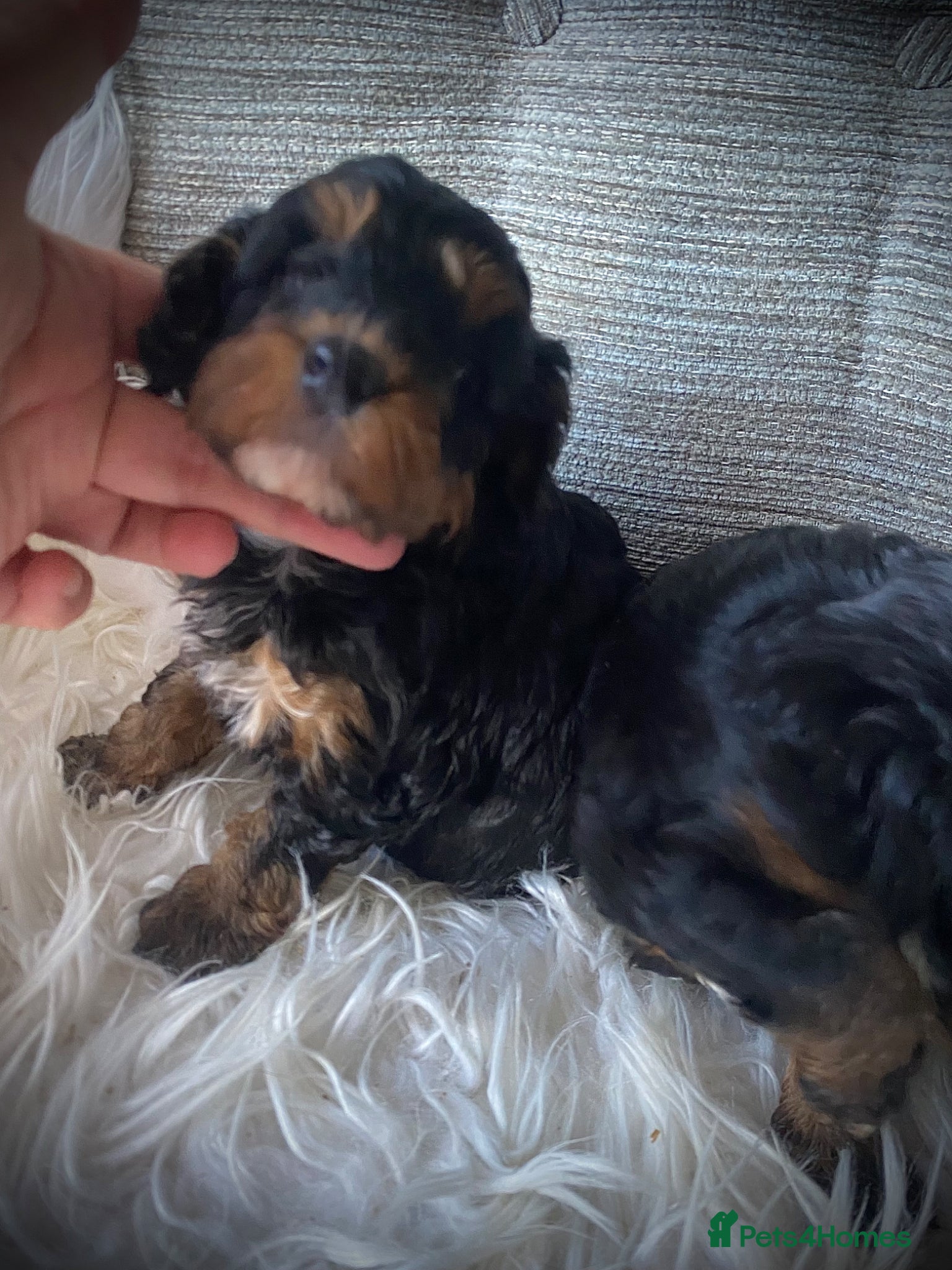 Cockapoo dogs Multi generation DNA Health Clear Cockapoo Pups  - Advert 2