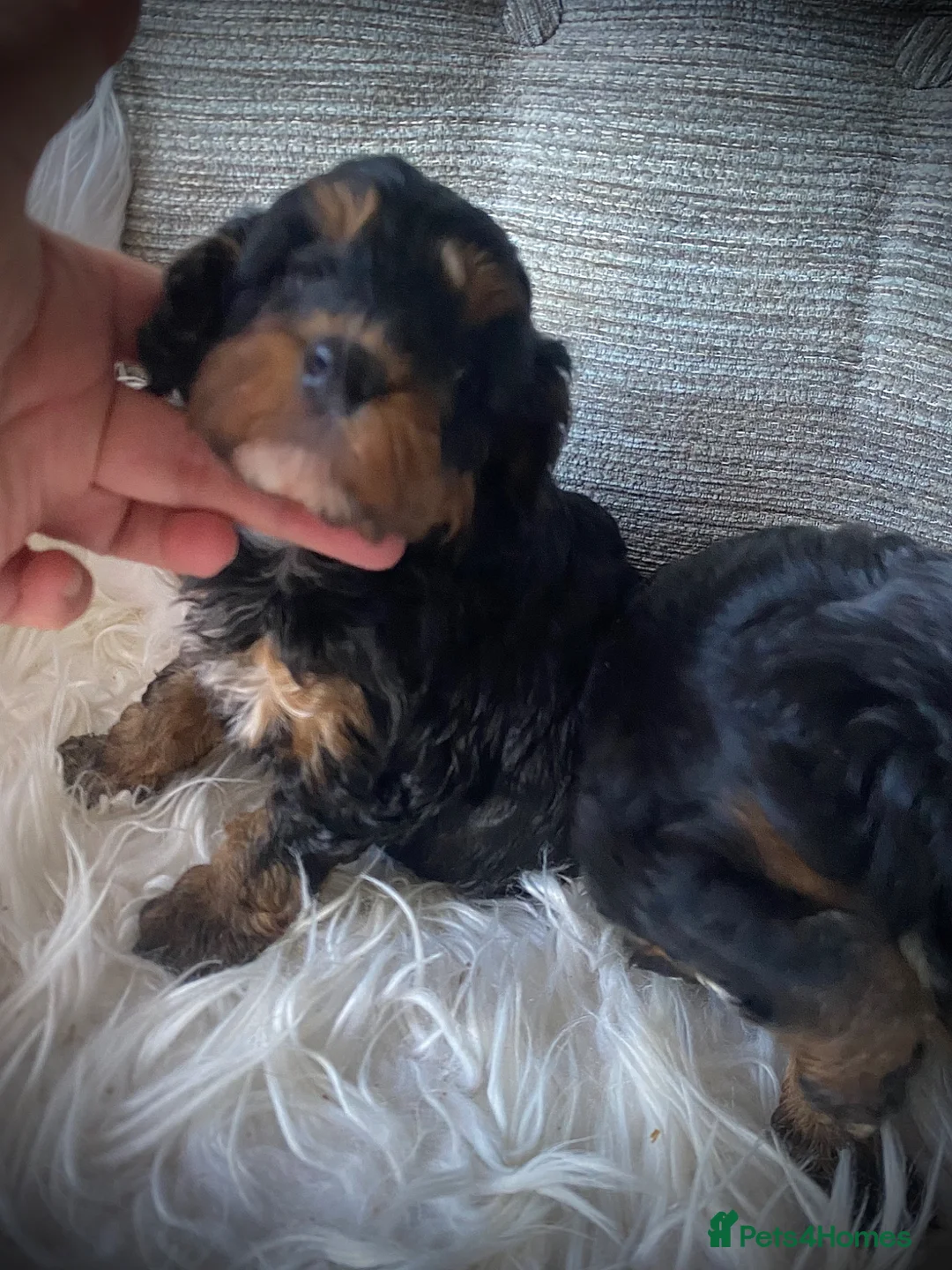 Cockapoo dogs for sale: Multi generation DNA Health Clear Cockapoo Pups  - Advert 2