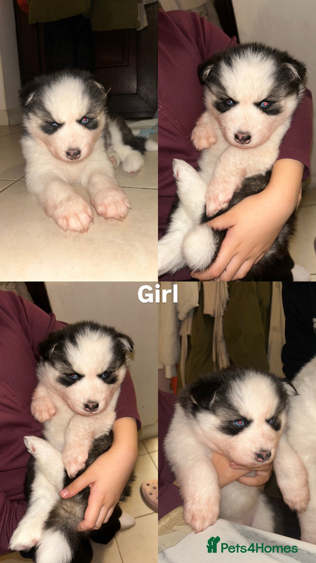 Siberian Husky dogs for sale: Siberian husky puppies  - Image 16