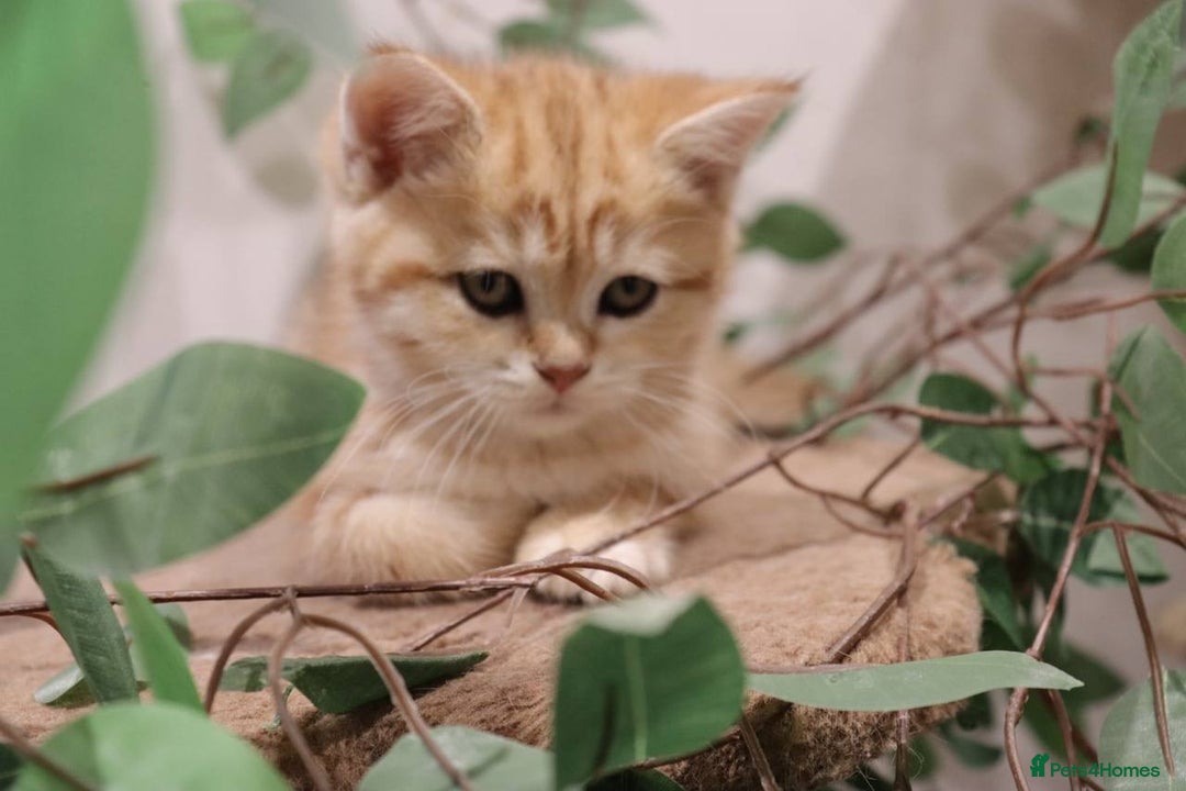 British Shorthair cats for sale: Stunning Champion Bloodlines kittens  - Advert 11