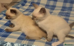 Snowshoe cats for sale: Rare Pedigree Snowshoe Kittens  - Image 5
