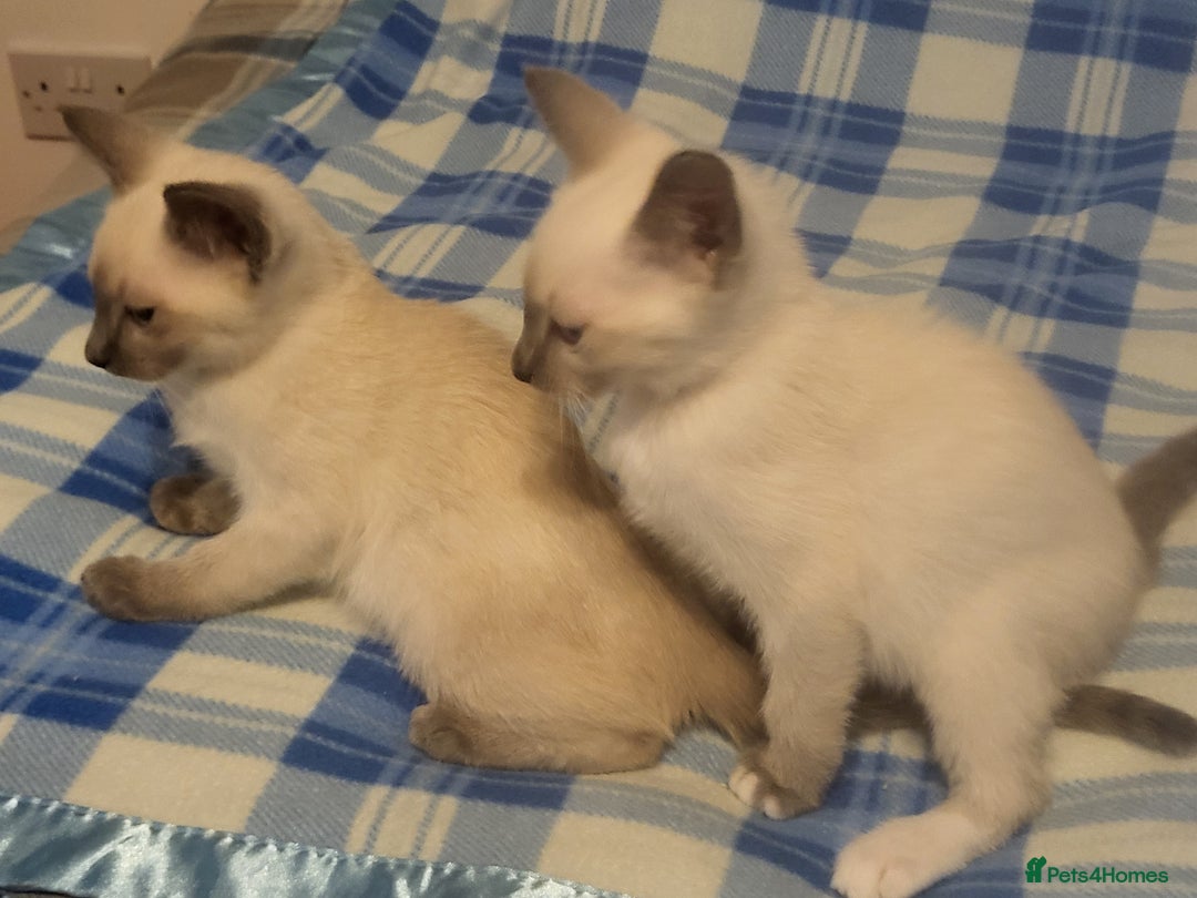 Snowshoe cats for sale: Rare Pedigree Snowshoe Kittens  - Image 5