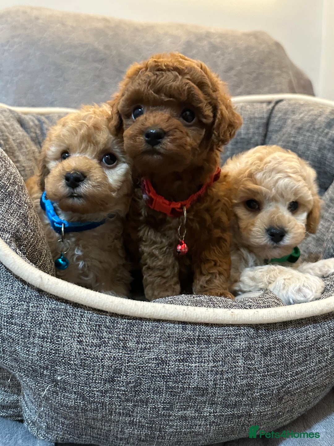 Maltipoo dogs for sale: 🐶 3 Gorgeous Toy Maltipoo F1b Puppies for sale🐶  - Image 19
