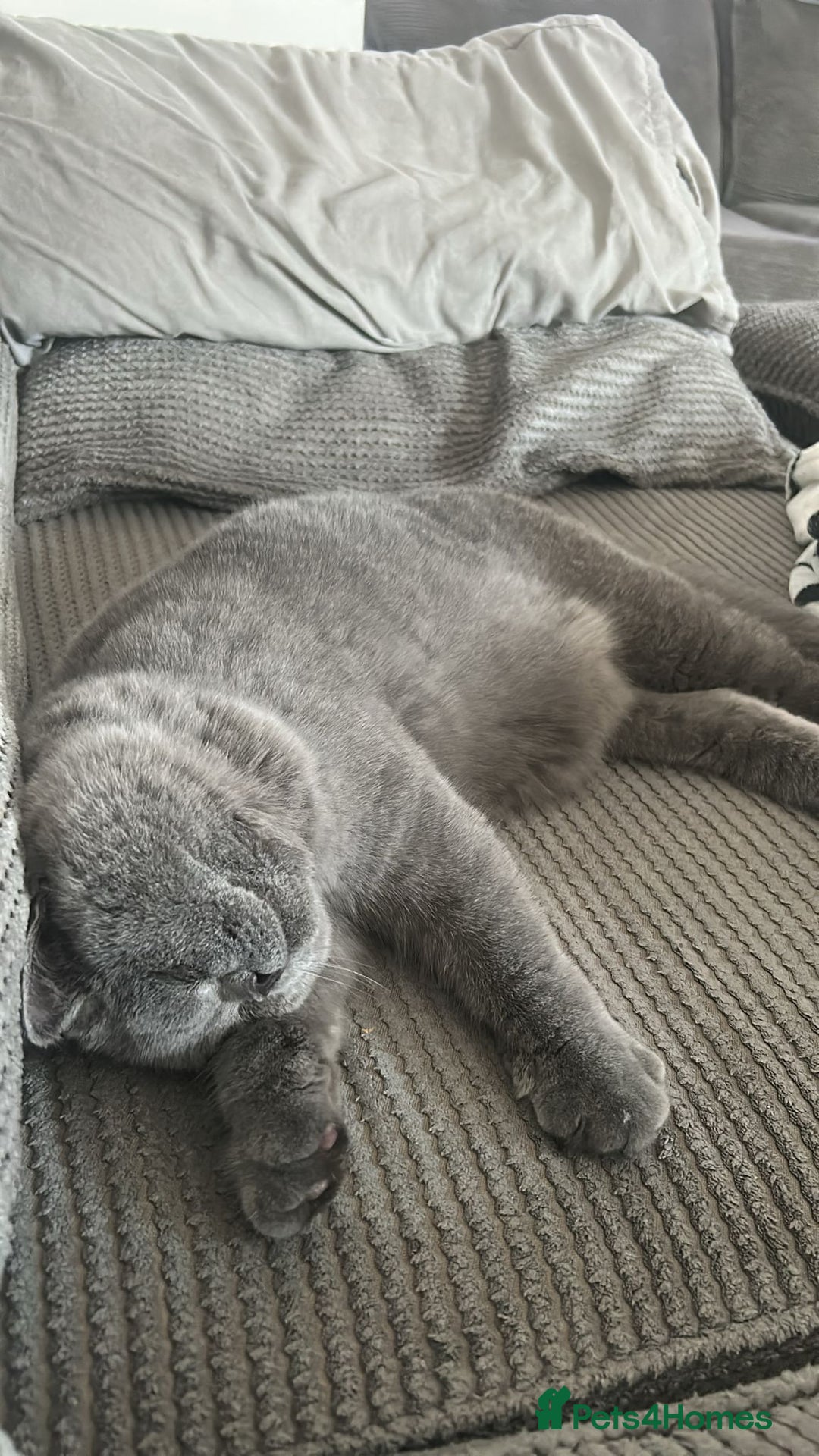 British Shorthair cats for sale: 9 month old British shorthair blue male - Image 3
