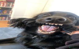 Mixed Breed dogs for sale: 6 month old Labrador german shepherd  - Image 3