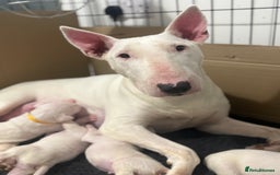 English Bull Terrier dogs for sale: Outstanding English Bull Terrier Puppies - Image 16