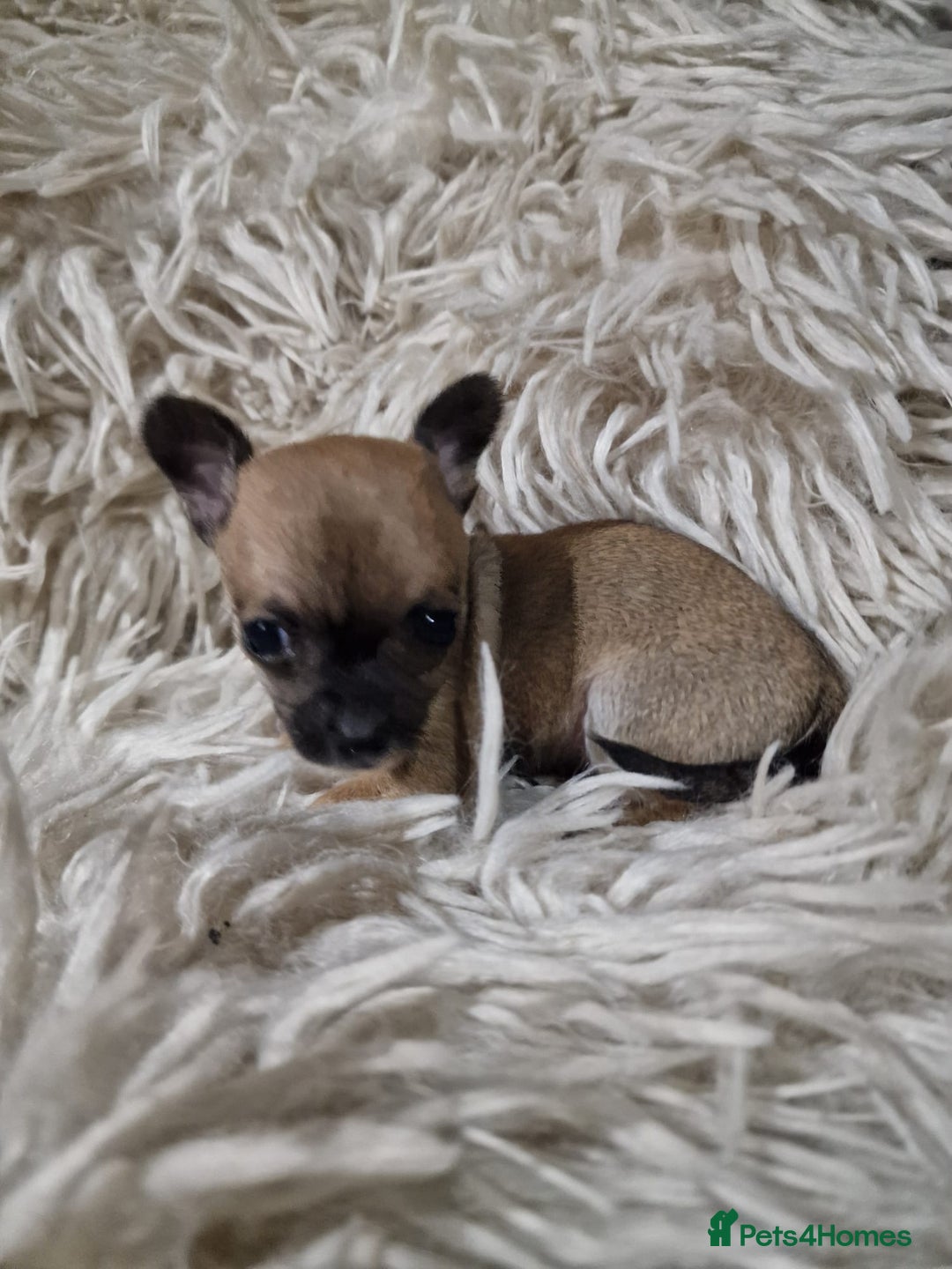 Chihuahua dogs for sale: Small chihuahuas - Advert 11
