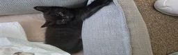 Mixed Breed cats for sale: Mum Bengal Mix - Advert 6