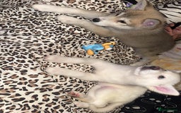 Utonagan dogs for sale: Husky x - Image 6