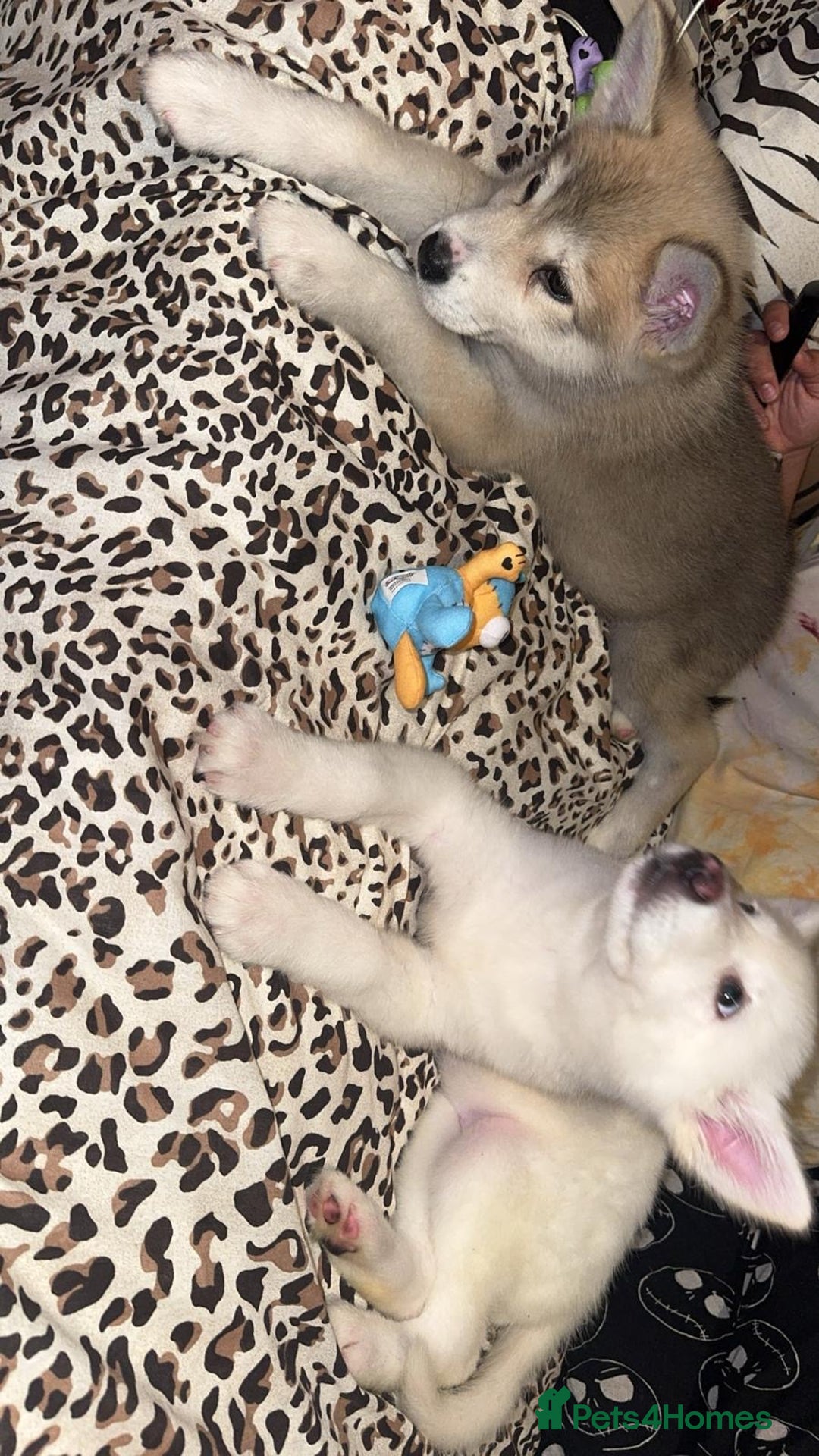 Utonagan dogs for sale: Husky x - Image 6