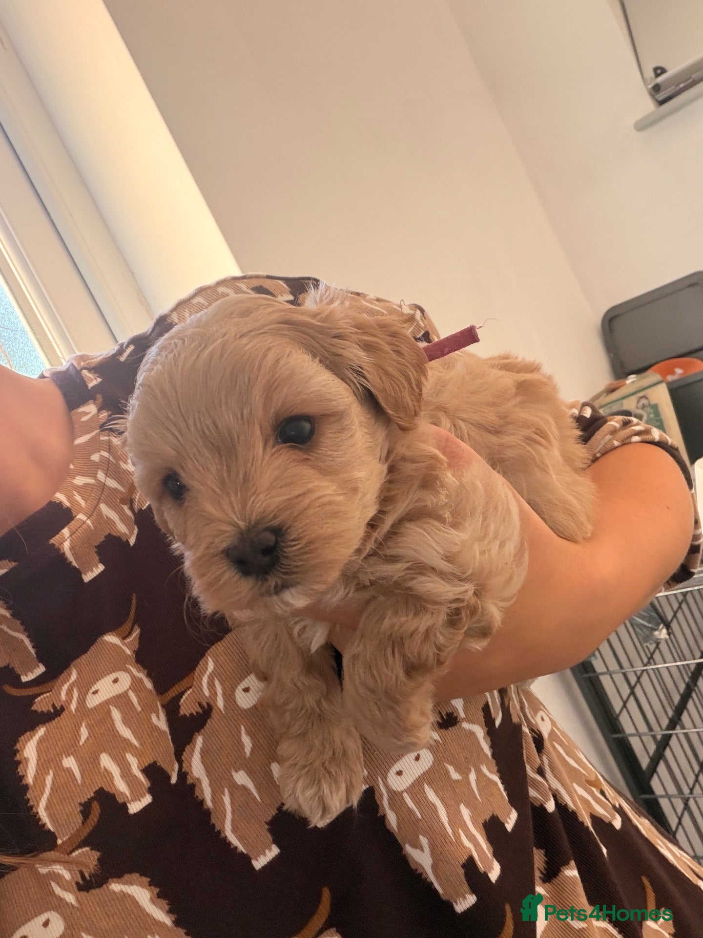 Maltipoo dogs 🩷Tiny Maltipoo,KC dna health clear parents 🥰 - Advert 1