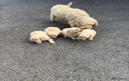 Toy Poodle dogs for sale: Toy Poodle Pups with Lovely Temperaments - Image 14