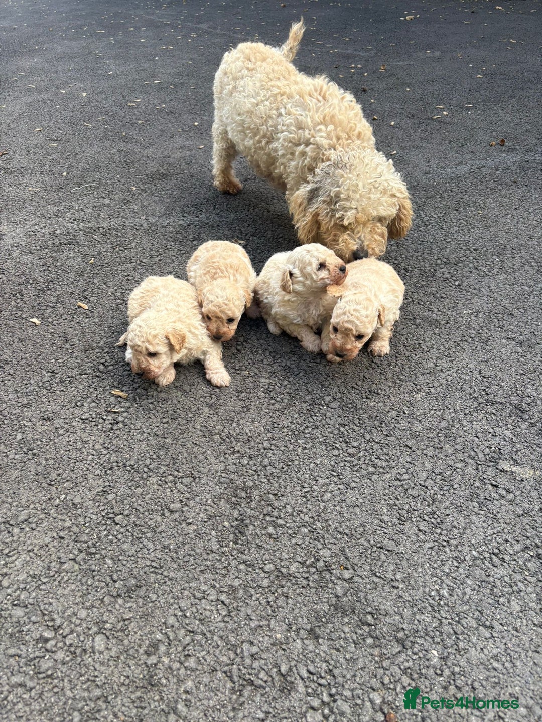 Toy Poodle dogs for sale: Toy Poodle Pups with Lovely Temperaments - Image 14