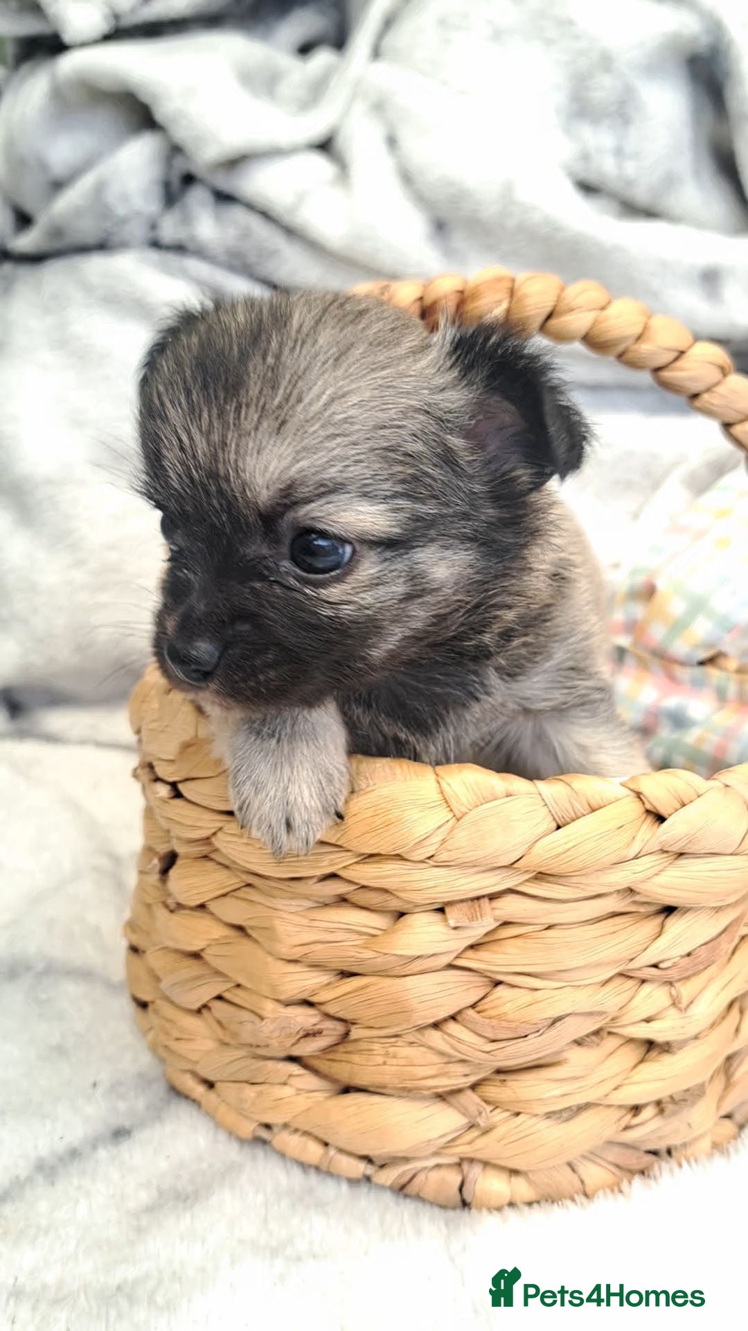 Chihuahua dogs Long Coat Chihuahua puppies - Advert 21