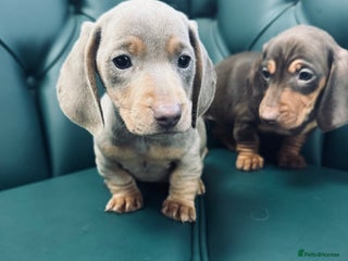 Miniature Dachshund dogs 5⭐️ Licensed. PRA clear kc registered - Advert 8