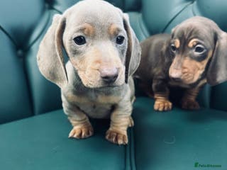 Miniature Dachshund dogs 5⭐️ Licensed. PRA clear kc registered - Advert 2