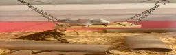 Mouse rodents for sale: Male and female fancy mice in Andover - Advert 4