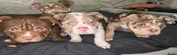 American Bully dogs for sale: 1 male and 3 female bully’s ready to go now!! - Advert 3