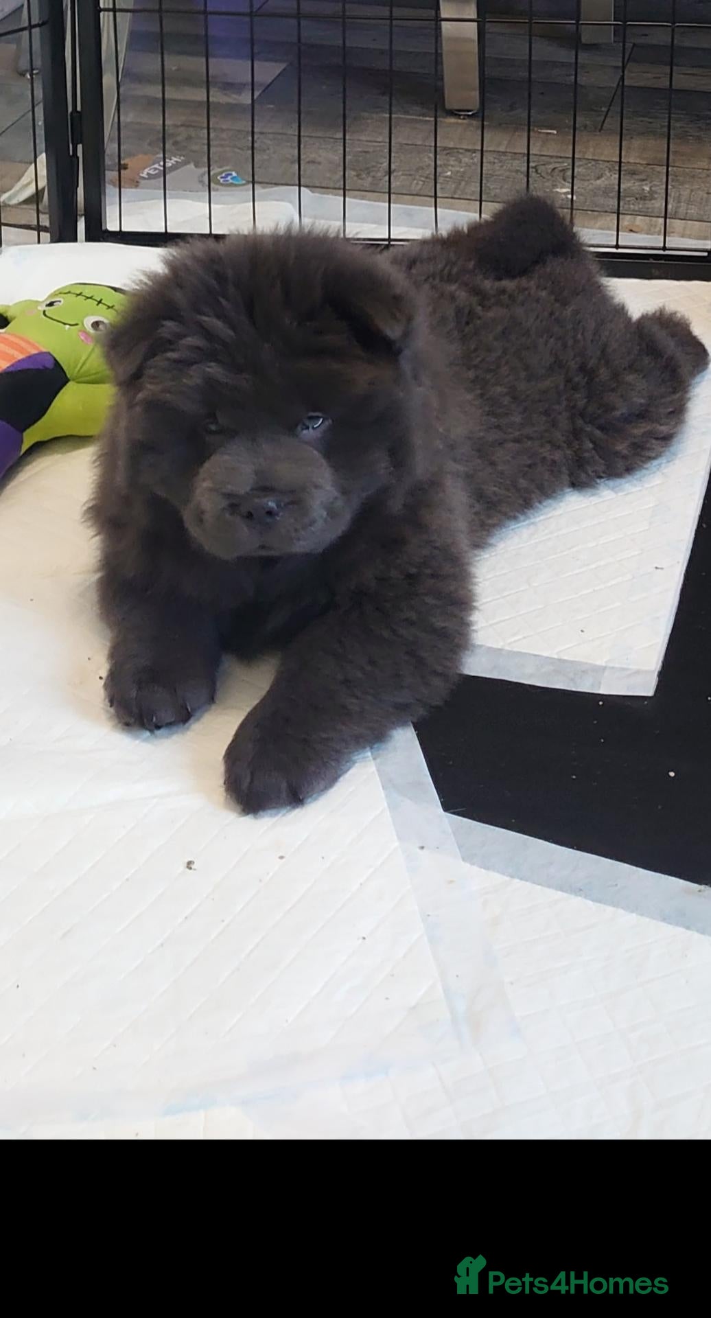 Chow Chow dogs Last ones remaining Ready Now Chow Puppy's 💙💓 - Advert 3