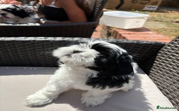 Shih Tzu dogs for sale: Puppies Shih tzu  in Peterborough - Image 17