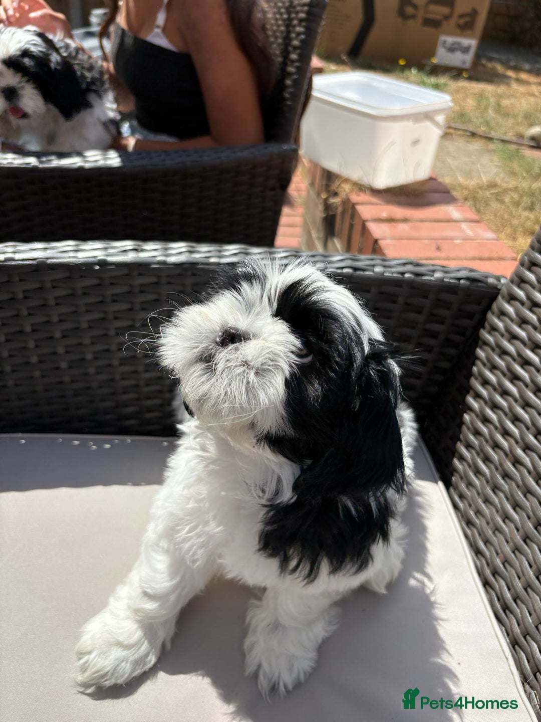 Shih Tzu dogs for sale: Puppies Shih tzu  in Peterborough - Image 17
