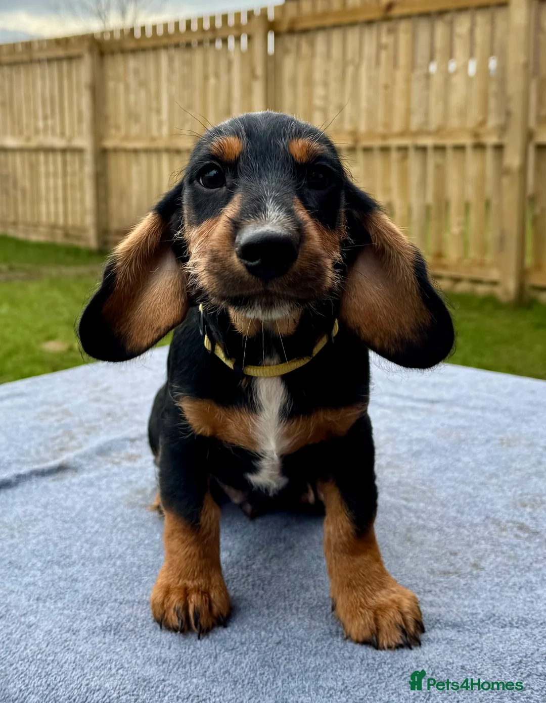 Dachshund dogs for sale: Dachshund puppies standard, wired-haired & smooth - Advert 32