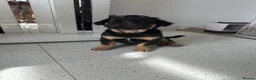 French Bulldog dogs for sale: Furbabys  - Advert 32