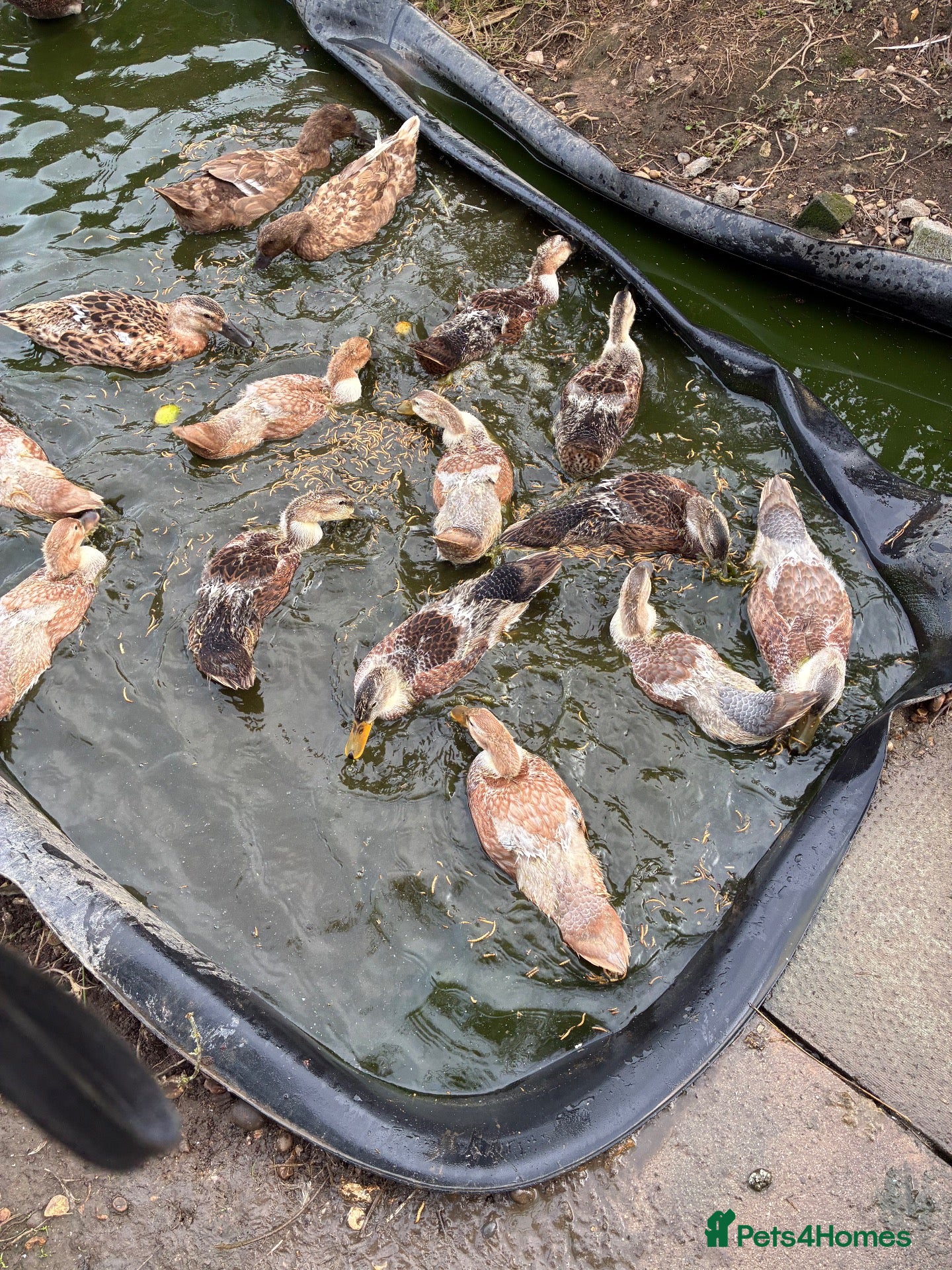 Ducks poultry Appleyard x runner ducklings for sale - Advert 4