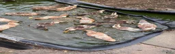 Ducks poultry for sale: Appleyard x runner ducklings for sale in Wimborne - Advert 1