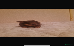 Chihuahua dogs for sale: Puppys - Advert 4