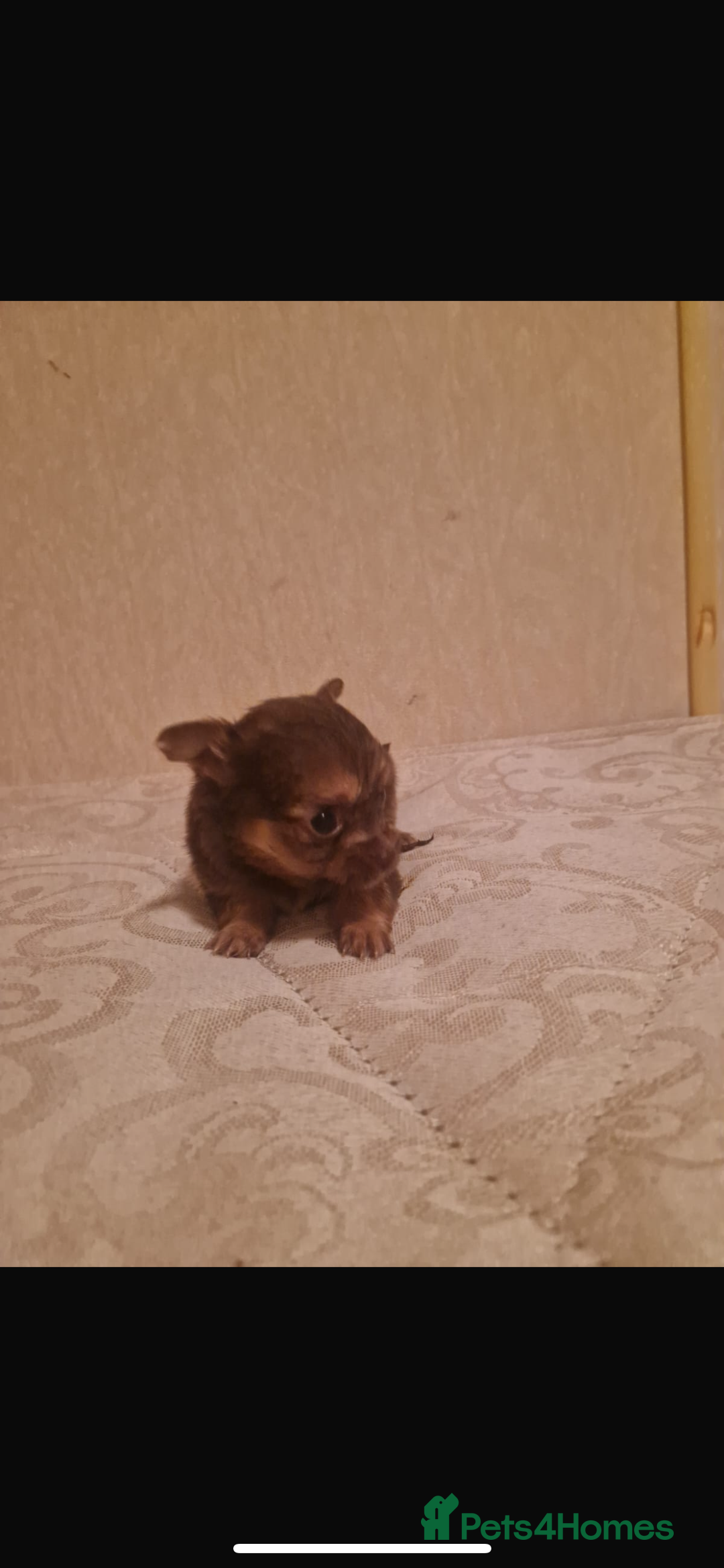 Chihuahua dogs for sale: Puppys - Advert 4