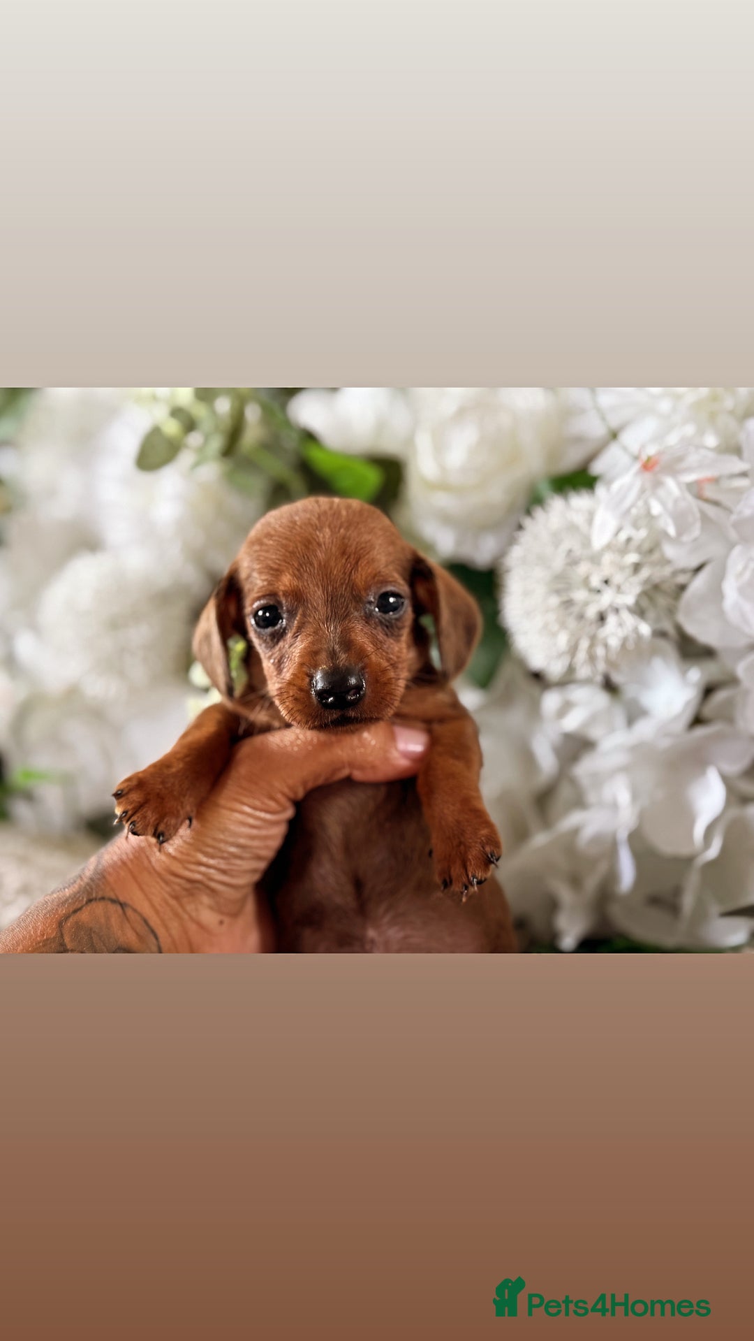 Miniature Dachshund dogs for sale: ⭐️Beautiful litter Of Rainbow Dachshund Puppies⭐️ - Image 10