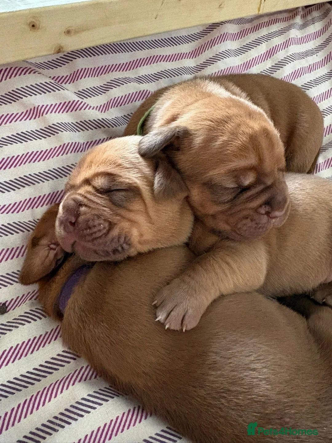 Dogue De Bordeaux dogs for sale: Outstanding Dogue de Bordeaux girls in Burnley - Advert 1
