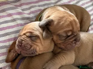 Dogue De Bordeaux dogs Outstanding Dogue de Bordeaux girls in Burnley - Advert 2