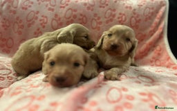 Miniature Dachshund dogs for sale: Cream Luxury Long-Haired Dachshunds - Image 9