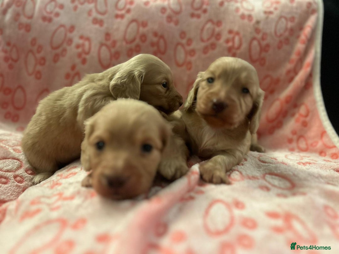 Miniature Dachshund dogs for sale: Cream Luxury Long-Haired Dachshunds - Image 9