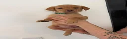Labrador Retriever dogs for sale: *Reduced*KC Registered Labrador Puppies  - Advert 5