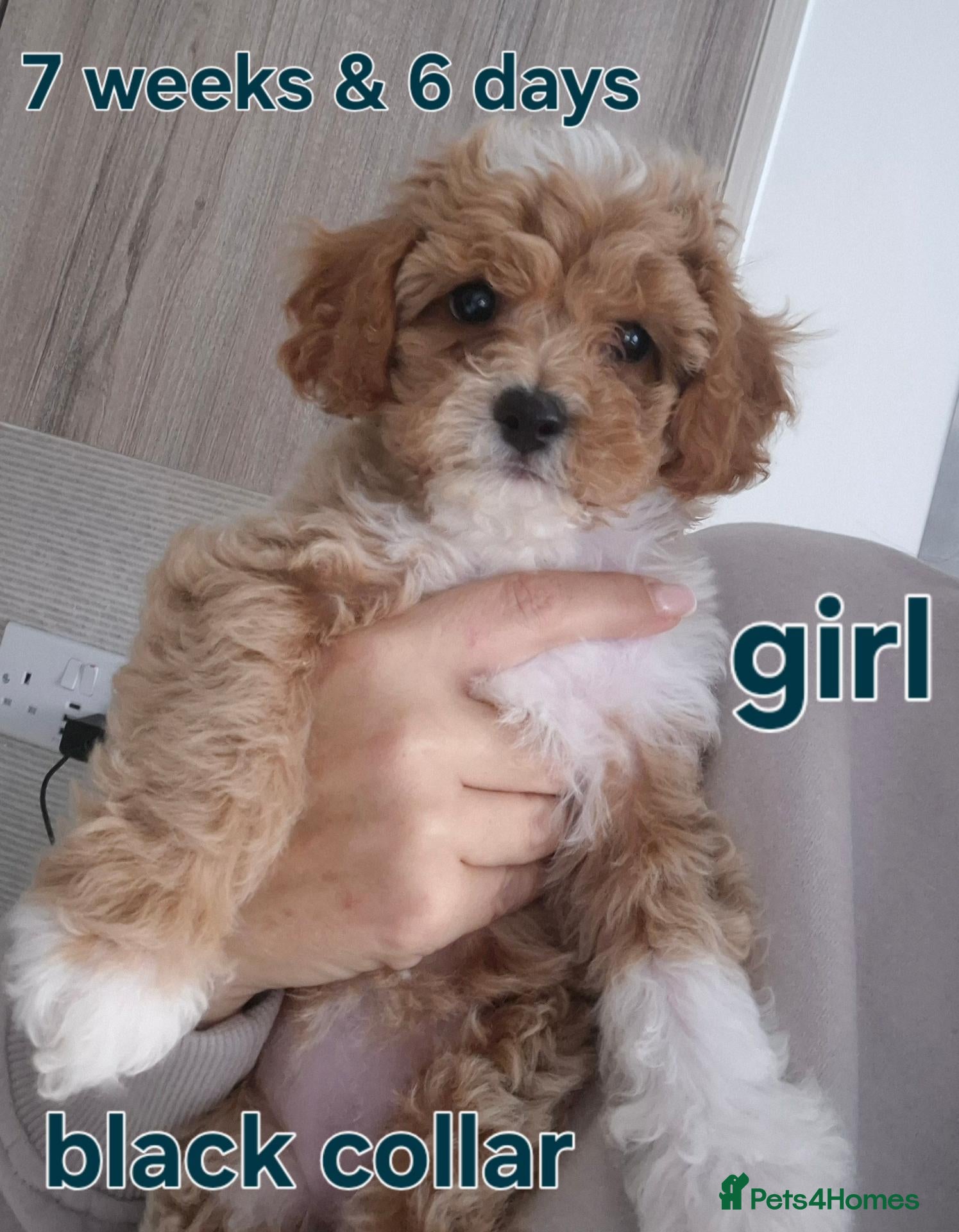 Cavapoochon dogs Available and ready to leave in 5 days - Advert 2