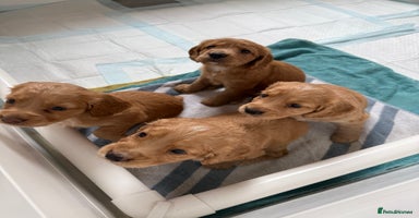 Cocker Spaniel dogs - Advert 7