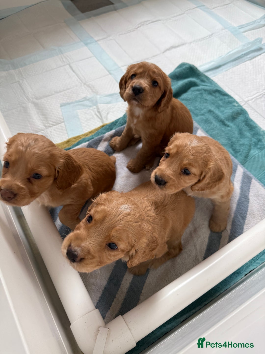 Cocker Spaniel dogs for sale: Working KC Registered Cocker Spaniel Puppies - Image 2