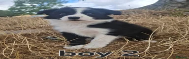 Border Collie 2