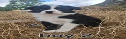 Border Collie dogs for sale: 4 Border collie pups for sale  - Advert 3