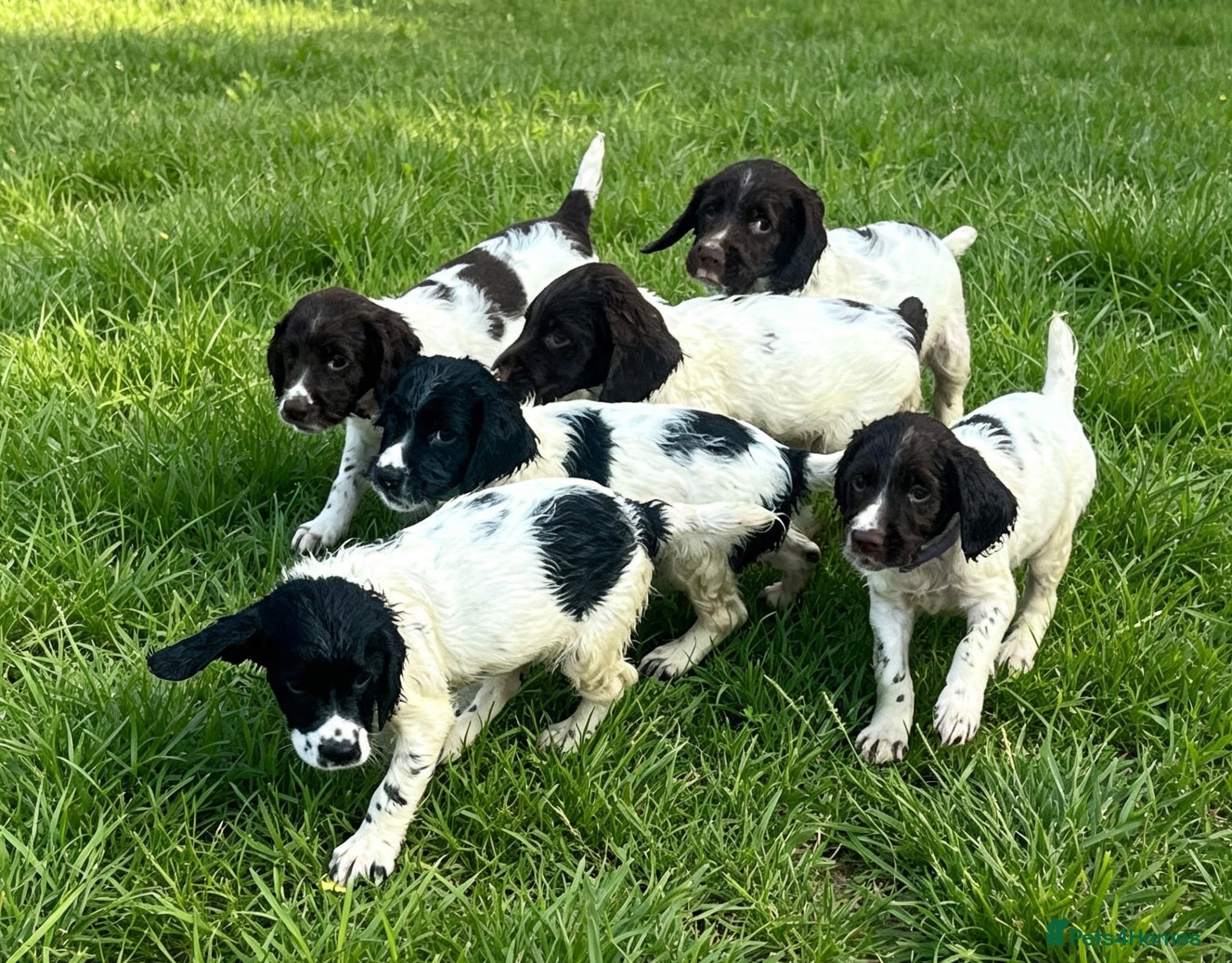 English Springer Spaniel dogs KC Registered Springer Spaniel Pups - Advert 1
