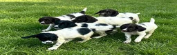 English Springer Spaniel dogs for sale: KC Registered Springer Spaniel Pups - Advert 1
