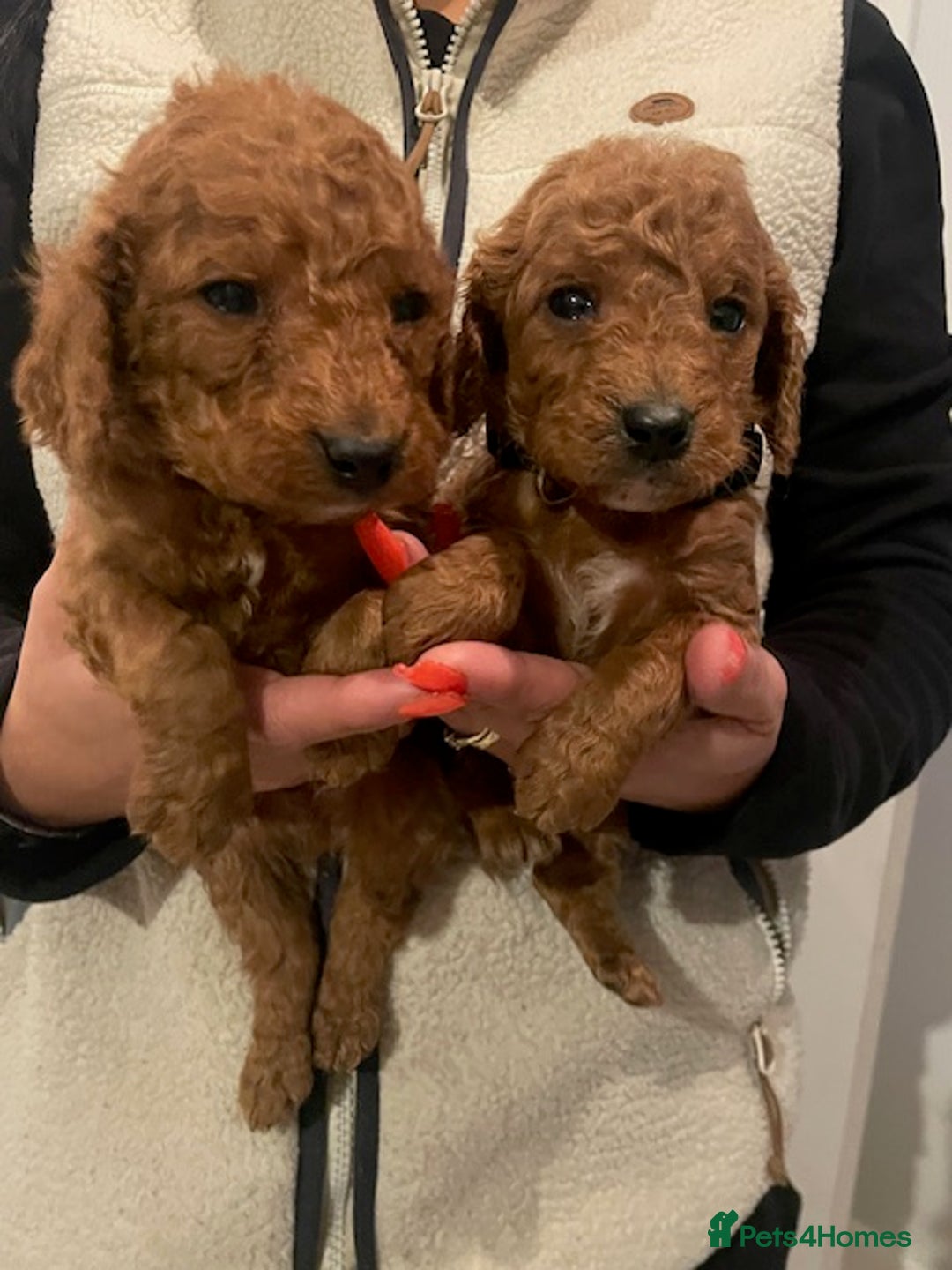 Cockapoo dogs for sale: *Stunning  litter of F2 cockapoo puppies*** - Advert 4